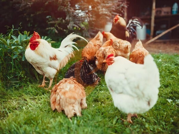 poultry farm 5 (4) Layer Deep Litter System