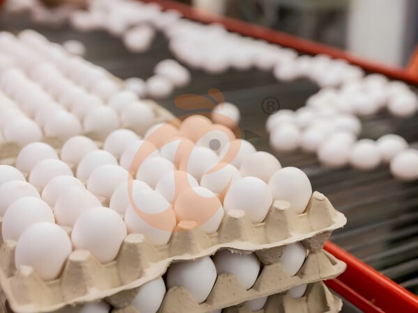 Indonesia Poultry Farming: Start Guide With Farm Design And Complete Poultry Equipment
