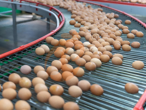 poultry farm eggs (4) Layer Deep Litter System