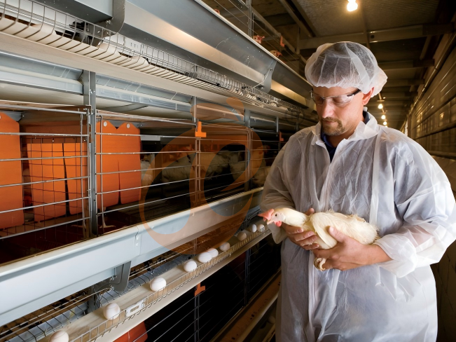 5 Proven Methods To Improve Egg Collection In H Type Chicken Cages