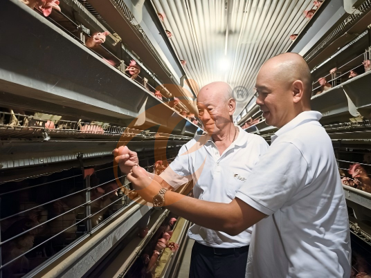 How To Improve Hen Welfare In An A Type Layer Cage System? 5 Responsible Practices