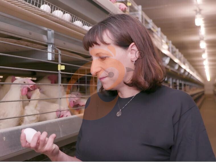 Vietnam Poultry Farming: Start Guide With Cost, Design And Complete Farm Equipment