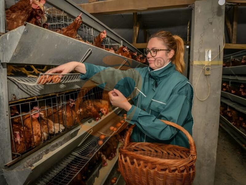 Optimizing Feed Mixing: 6 Practical Ways For Chicken Farms