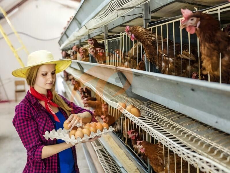 Automatic Feed Mixers | 6 Tips For Long-Term Poultry Maintenance