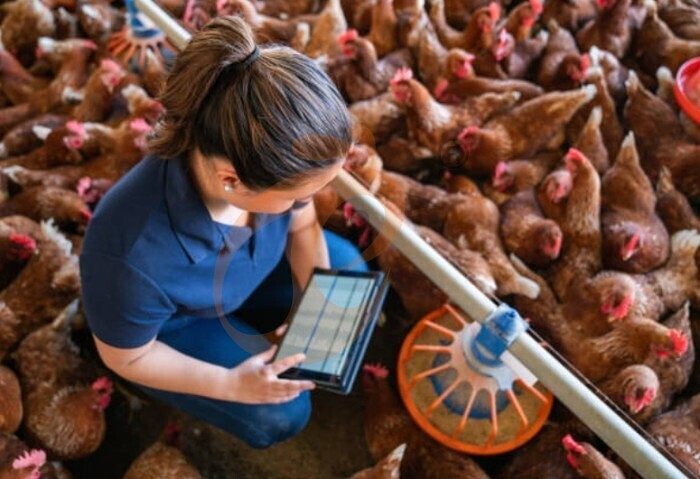 IOT poultry farm 5 (1) IOT poultry farm 5 (1)
