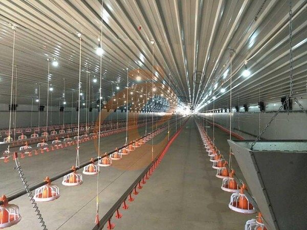 deep litter system (1) deep litter system (1)