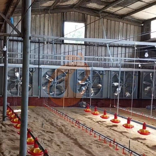 deep litter system 1 (6) deep litter system 1 (6)