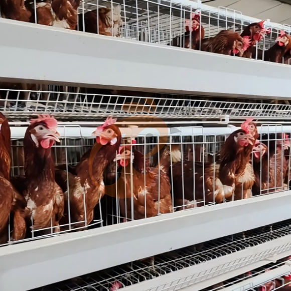 layer battery cage system (9)