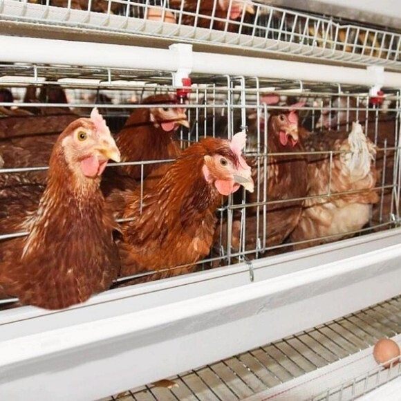 layer battery cage system (3)