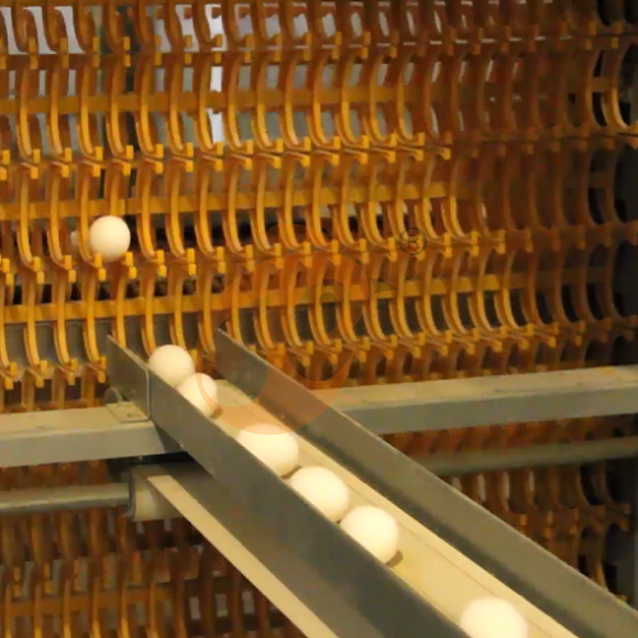layer battery cage system (5)