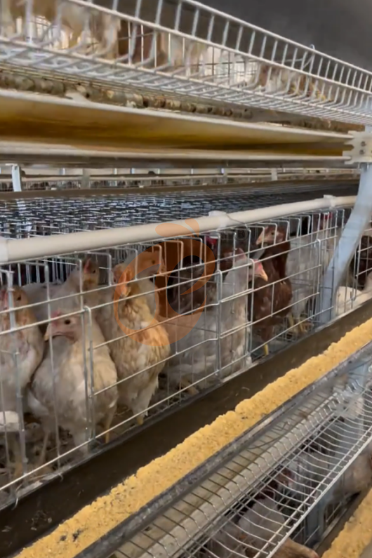 layer battery cage system (10) layer battery cage system (10)