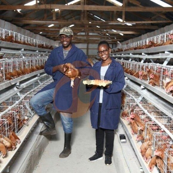 layer battery cage system (4) layer battery cage system (4)