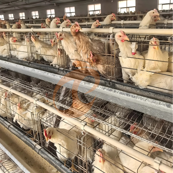 layer battery cage system (25) layer battery cage system (25)