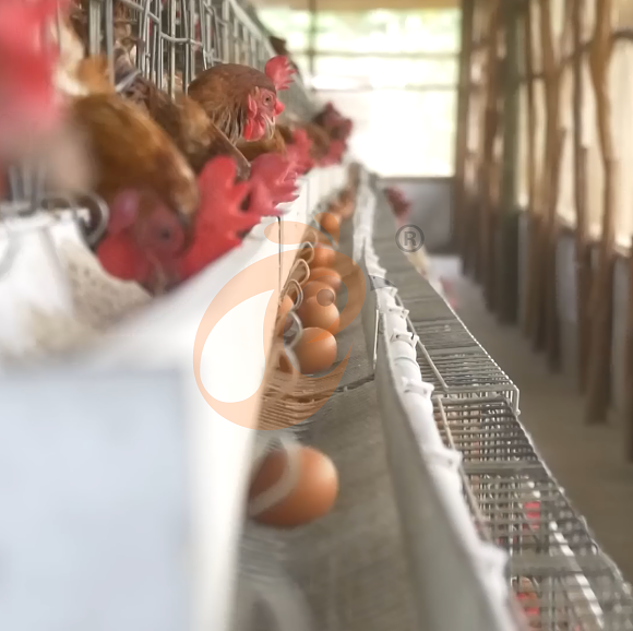layer battery cage system (14) layer battery cage system (14)