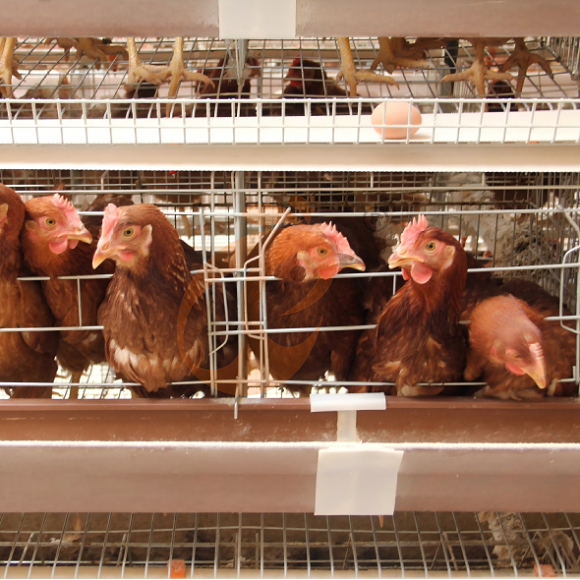 layer battery cage system (13)