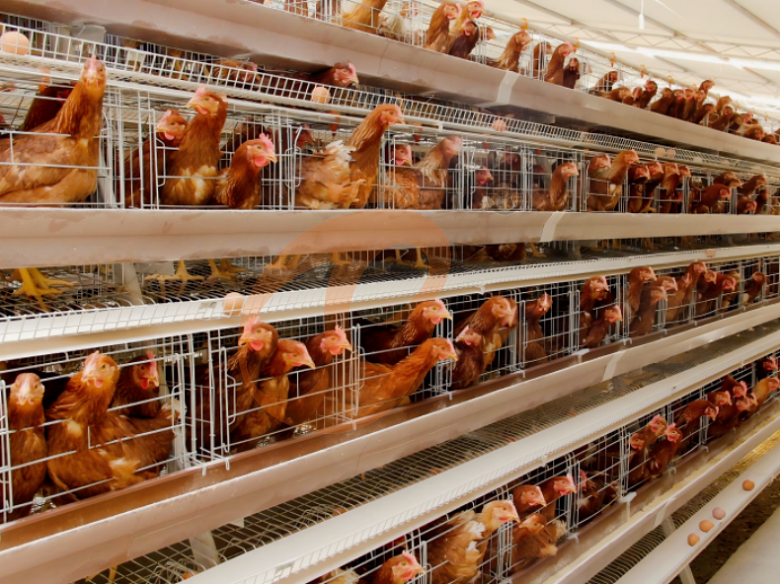 layer battery cage system (15)