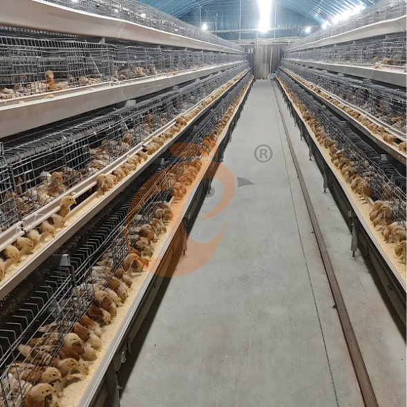 broiler battery cage system (24) broiler battery cage system (24)