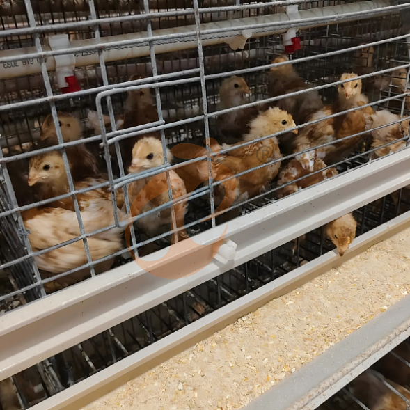 broiler battery cage system (36) broiler battery cage system (36)