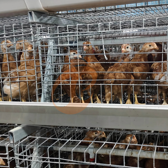 broiler battery cage system (16) broiler battery cage system (16)