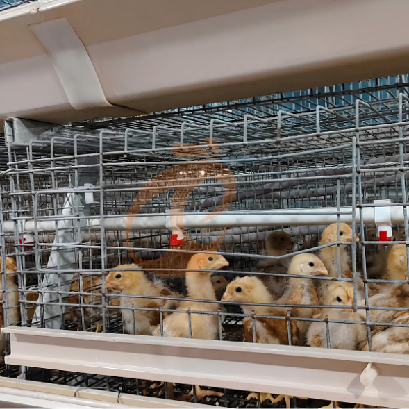 broiler battery cage system (39) broiler battery cage system (39)