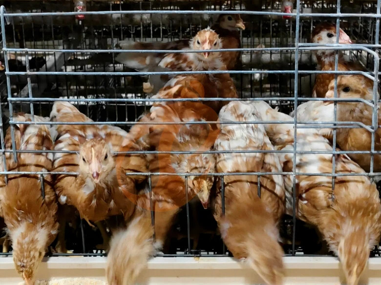 Semi Automatic A Frame Broiler Chicken Cage For Sale