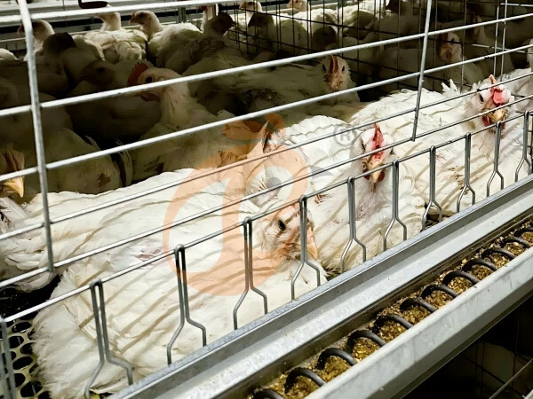 Automatic H Frame Broiler Chicken Cage For Sale