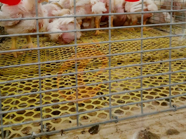 Automatic H Frame Broiler Chicken Cage For Sale