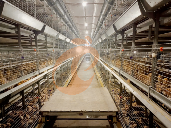 broiler battery cage (10) broiler battery cage (10)