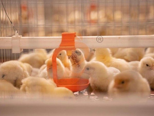 broiler battery cage (7) broiler battery cage (7)
