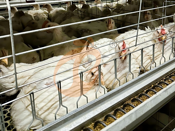 broiler battery cage (21) broiler battery cage (21)