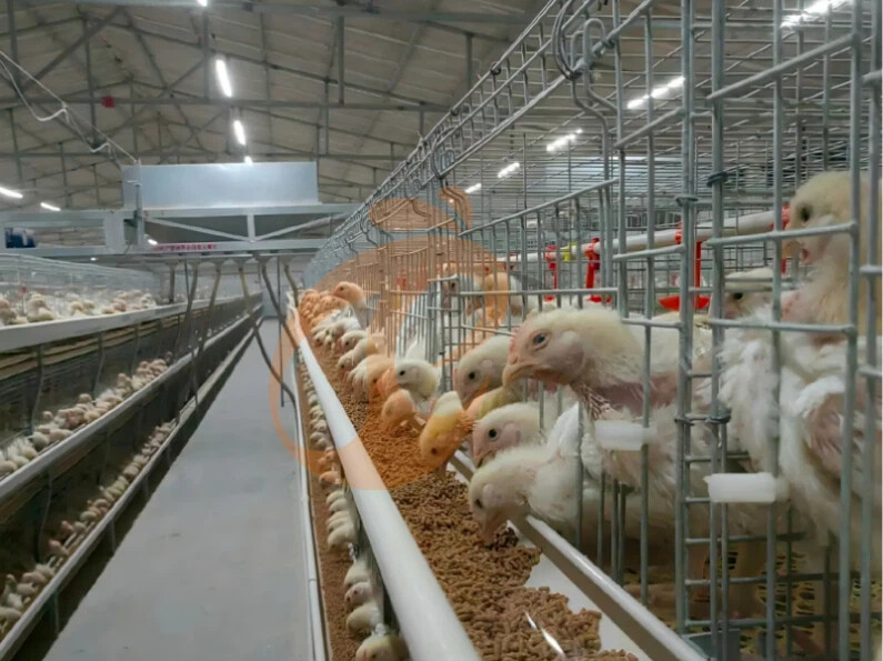 Semi Automatic H Frame Broiler Chicken Cage For Sale
