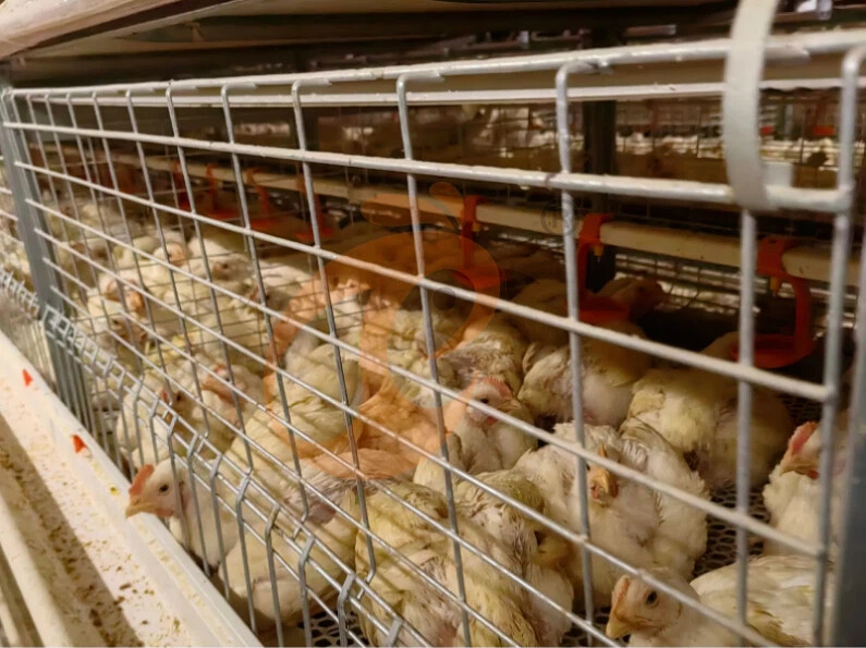 Semi Automatic H Frame Broiler Chicken Cage For Sale