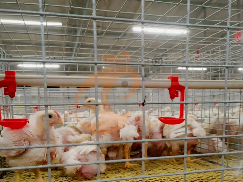Semi Automatic H Frame Broiler Chicken Cage For Sale