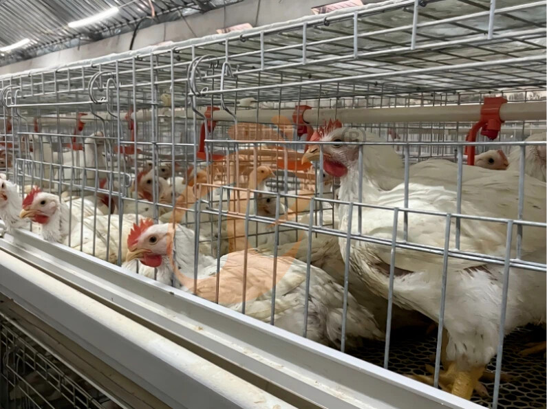 Semi Automatic H Frame Broiler Chicken Cage For Sale