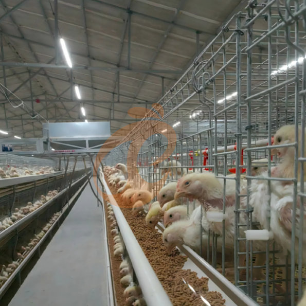 broiler battery cage system (24) broiler battery cage system (24)