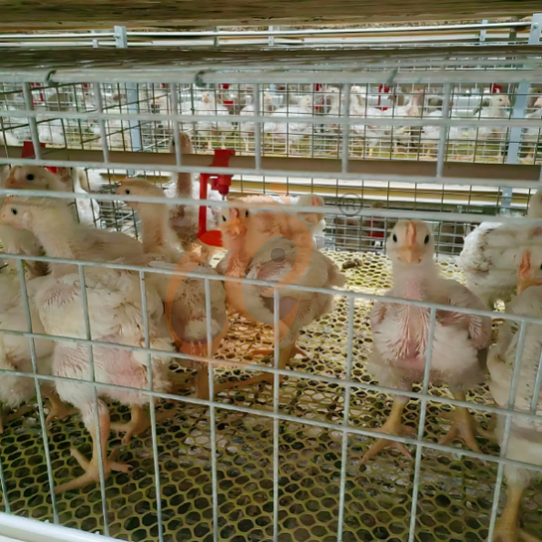 broiler battery cage system (14) broiler battery cage system (14)