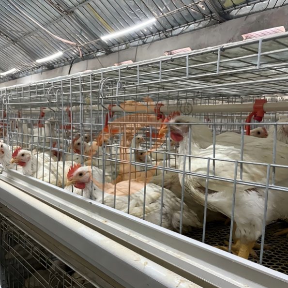 broiler battery cage system (3)