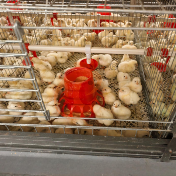 brooder battery cage system (11) brooder battery cage system (11)