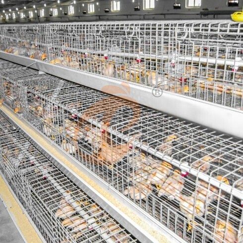 battery cage system (4)