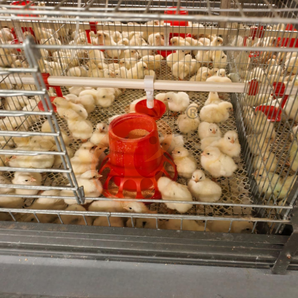 battery cage system for brooder (11)