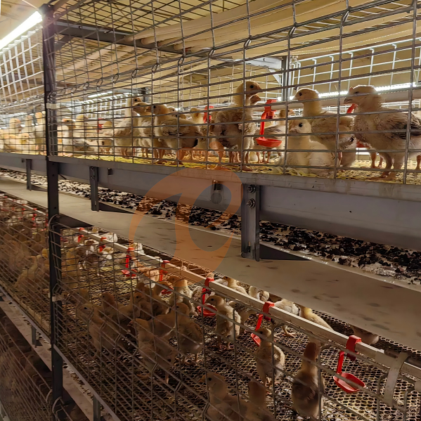 Battery cage system for brooder (10) Battery cage system for brooder (10)