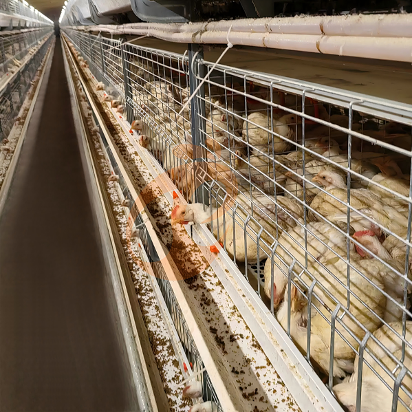 Battery cage system for brooder (19) Battery cage system for brooder (19)