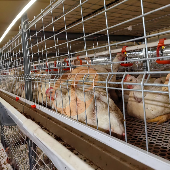 Battery cage system for brooder (18) Battery cage system for brooder (18)