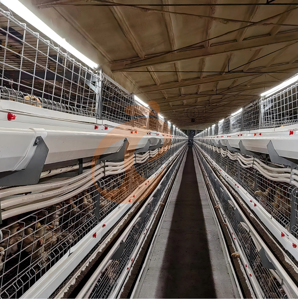 Battery cage system for brooder (14) Battery cage system for brooder (14)