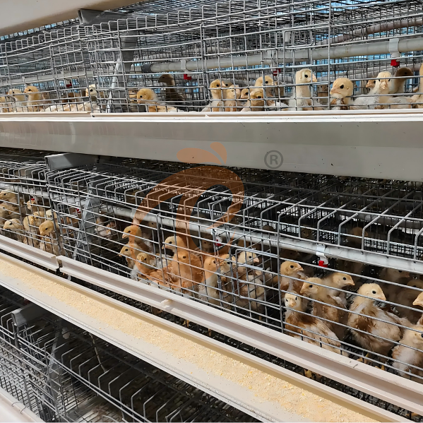 battery cage system for layer (7)