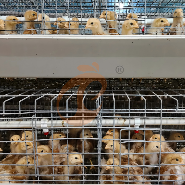 How To Improve Egg Production Using An A Type Battery Cage For Layers? 5 Practical Ways