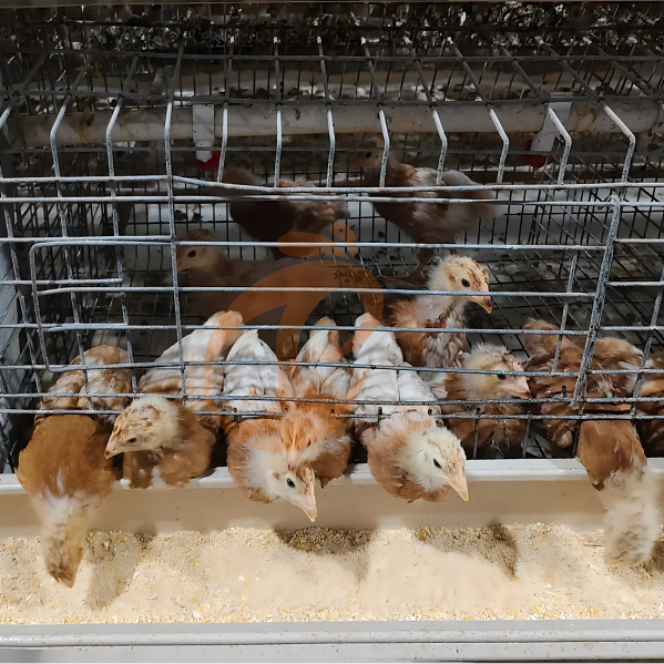 battery cage system for layer (16)