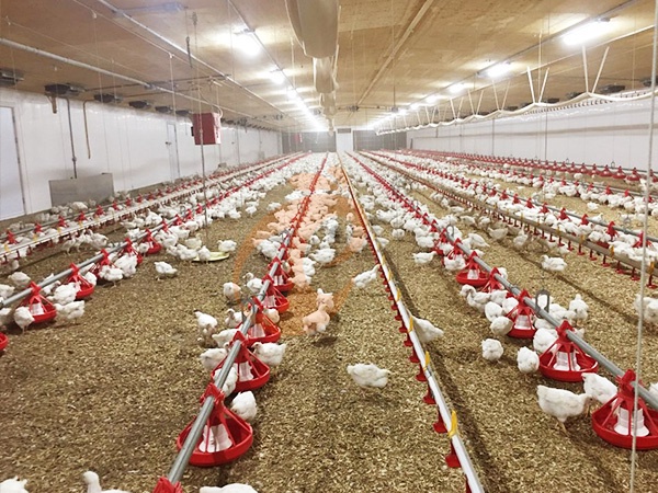 Is Deep Litter Poultry System Profitable? | 5 Practical Answers