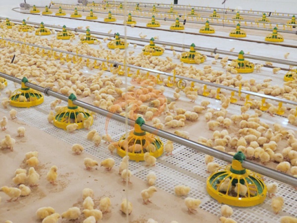 How To Improve Feed Efficiency In Floor Rearing System | 6 Practical Steps