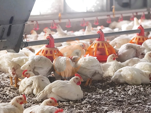 Free Range Poultry Farming Profit | 6 Key Factors Explained